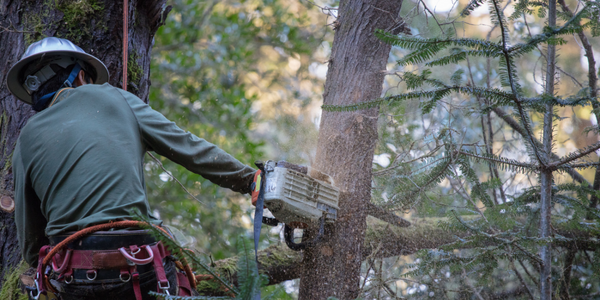 Tree cutting